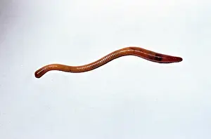 Earthworms: EARTHWORM