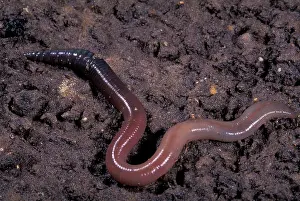 Earthworm: Earthworm