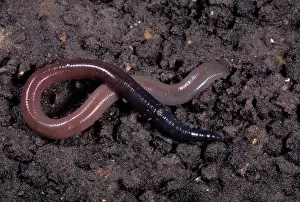 Earthworm: Earthworm