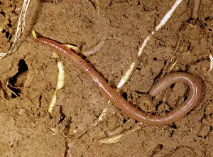 Annelid: Earthworm