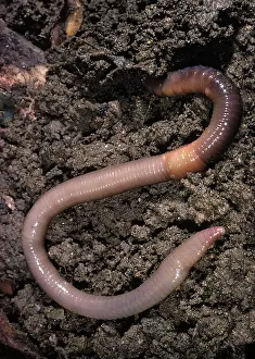 Earthworms: Earthworm