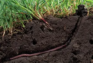 Pascal Goetgheluck: Earthworm