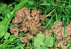 Earthworms: Earthworm - cast on lawn