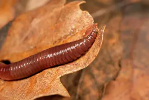 Earthworms: Earthworm - close-up of head