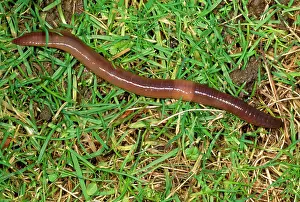 Earthworms: Earthworm - crawling over grass