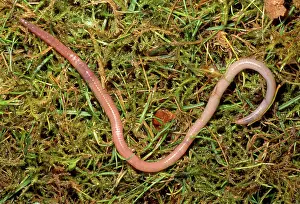 Earthworms: Earthworm - crawling over grass