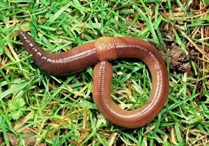 Earthworms: EARTHWORM - crawling over grass, showing saddle