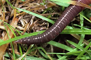 Earthworms: Earthworm - Head in close up