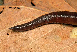 Earthworms: Earthworm - head in close-up