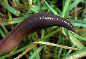 Earthworms: Earthworm - head in close-up