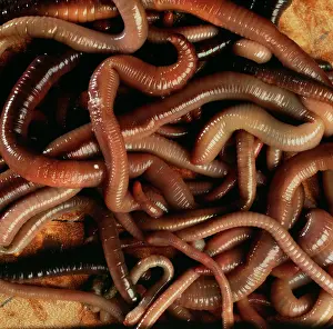 Earthworms: EARTHWORM - mass