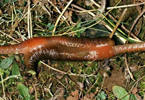 Earthworms: Earthworm - pair mating