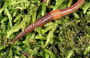 Earthworms: Earthworm - showing clitellum