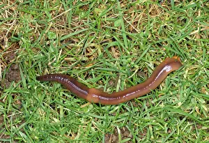 Earthworms: Earthworm - Tail in burrow