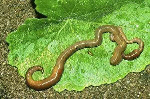 Earthworms: Earthworms