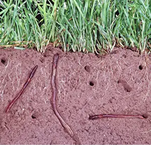 Worms: EARTHWORMS - cross-section, showing earthworms in earth