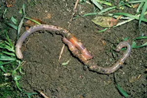 Earthworms: EARTHWORMS - MATING