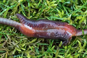 Worms: Earthworms Mating - UK