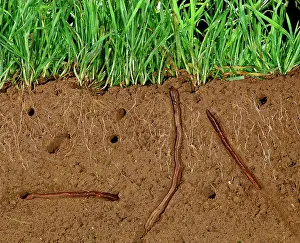 Earthworms: Earthworms - Soil cross-section showing worms in