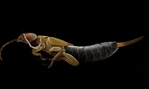 Earwig: Earwig