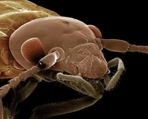 Earwig: Earwig
