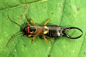 Wigs: Earwig