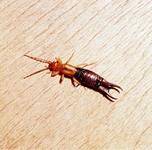 Earwig: EARWIG
