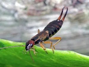 Earwig: Earwig