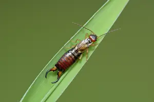 Earwig: Earwig (Dermaptera)