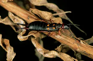 Earwig: Earwig - in dry foliage