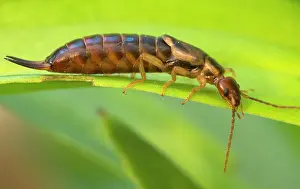 Earwig: Earwig female