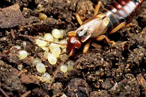 Earwig: Earwig - female licking eggs