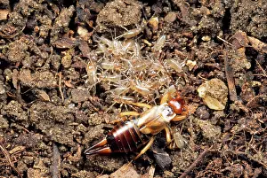 Tending: Earwig - female tending to babies or nymphs