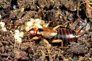 Tending: EARWIG - female tending eggs