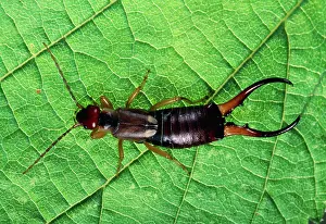 Earwig: Earwig - male