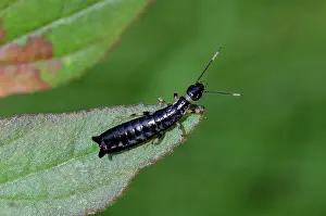 Earwig: Earwig nymph on leaf - Saba, Bali, Indonesia