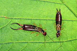 Earwig: EARWIG - PAIR ON LEAF, Male on left, female on right