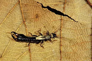 Earwig: Earwig, Papua New Guinea