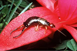 Antennae: EARWIG - ON PETAL