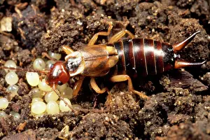 Earwig: Earwig - tending to her eggs