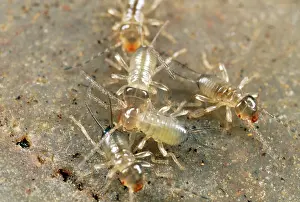 Auricularia: Earwigs - babies or nymphs
