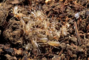 Auricularia: Earwigs - babies or nymphs in nest
