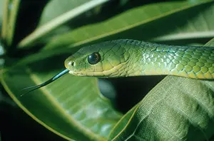Scenting: East African Bush Snake