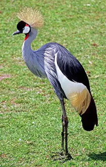 Gibbericeps: East African Crowned Crane