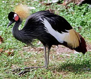 Gibbericeps: East African Crowned Crane