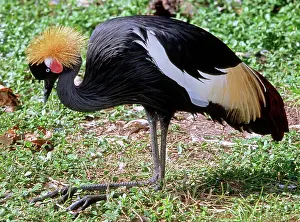 Gibbericeps: East African Crowned Crane