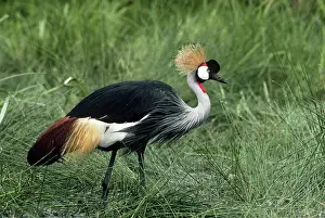 Amboseli: East African Crowned Crane