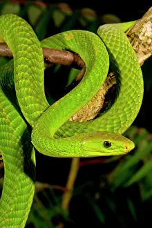 Mamba: East African Green Mamba, Dendroaspis angusticeps