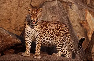 Alyssa Giustozzi: East African LEOPARD