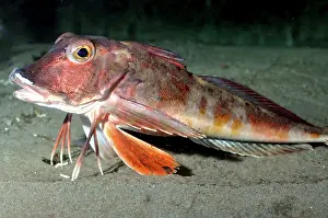 Gurnards: East Atlantic / Red Gurnard